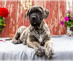 Small Photo #10 Mastiff Puppy For Sale in WAKARUSA, IN, USA