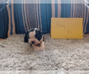 Boston Terrier Puppy for sale in LAKE EUFAULA, OK, USA