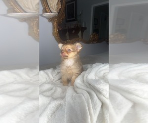 Chihuahua Puppy for Sale in CHARLOTTE, North Carolina USA