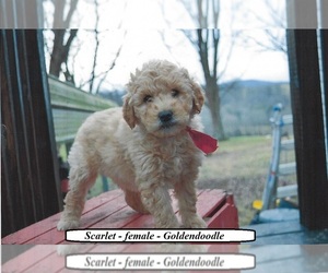 Goldendoodle Puppy for sale in HOPKINSVILLE, KY, USA