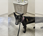 Small Photo #4 Holland Shepherd Puppy For Sale in Imlay City, MI, USA