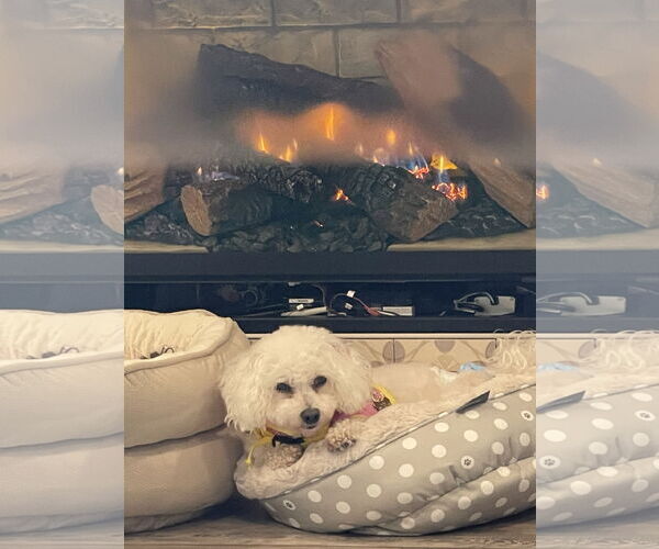 Medium Photo #4 Bichon Frise Puppy For Sale in Erie, MI, USA