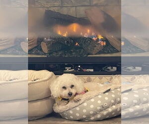 Rose in Pittsburgh - Female Bichon Frise Dog for Adoption - Photo #4
