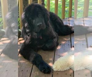 Mother of the Newfoundland puppies born on 04/24/2022