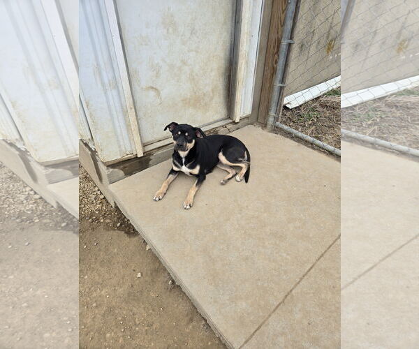 Medium Photo #2 Mutt Puppy For Sale in Maquoketa, IA, USA