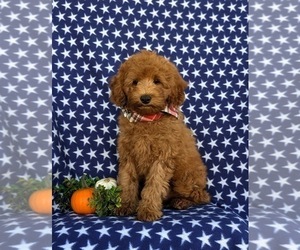 Cavapoo Puppy for sale in OXFORD, PA, USA