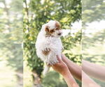 Small #3 Goldendoodle (Miniature)