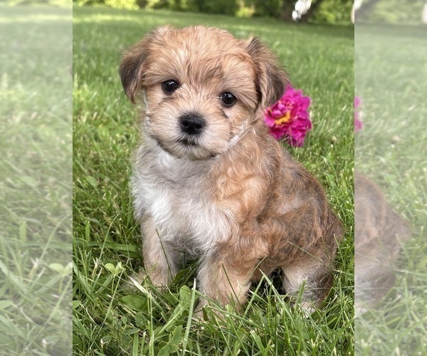 Medium Photo #2 Morkie Puppy For Sale in ROCK STREAM, NY, USA