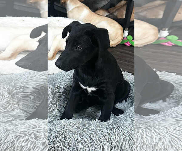 Medium Photo #1 Shepradors Puppy For Sale in Princeton, MN, USA