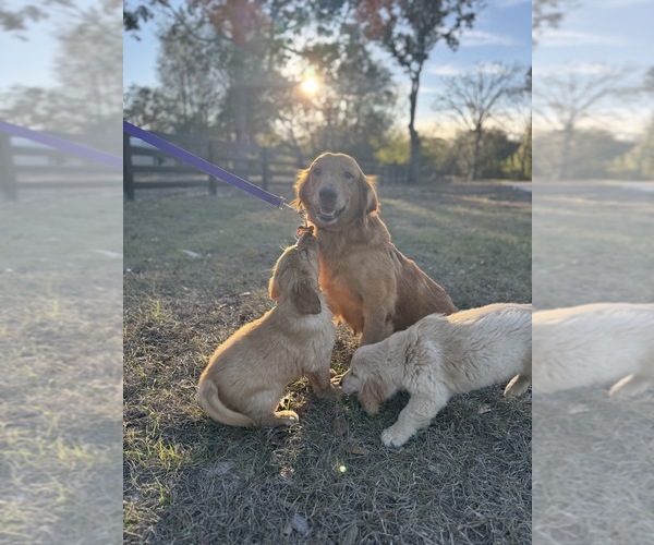 Medium Photo #1 Golden Retriever Puppy For Sale in BROOKSVILLE, FL, USA