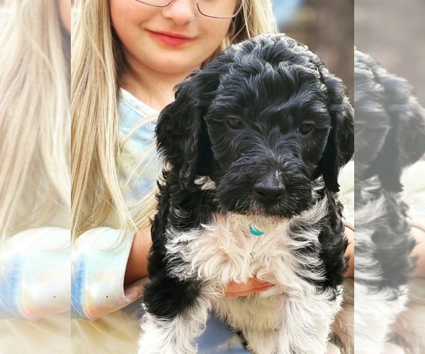 Medium Photo #3 Goldendoodle Puppy For Sale in TIMMONSVILLE, SC, USA