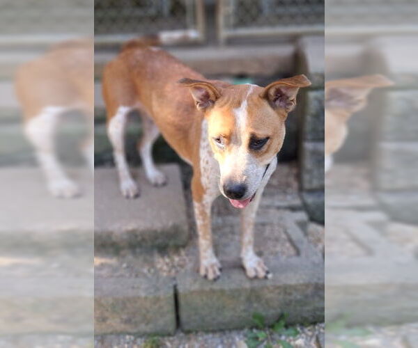 Medium Photo #4 Red Heeler-Staffordshire Bull Terrier Mix Puppy For Sale in Mountain View, AR, USA