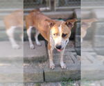 Small #3 Red Heeler-Staffordshire Bull Terrier Mix