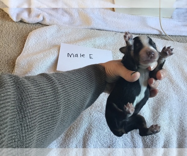 Medium Photo #19 Australian Shepherd Puppy For Sale in SAINT MATTHEWS, SC, USA