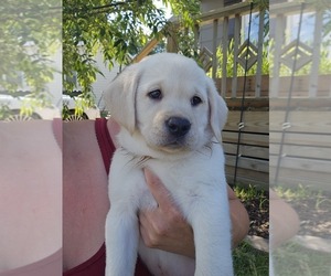 Labrador Retriever Puppy for sale in IOWA FALLS, IA, USA