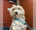 Small Poodle (Miniature) Mix