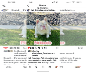 Father of the French Bulldog puppies born on 03/25/2025