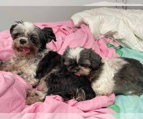 Medium Photo #4 Shih Tzu Puppy For Sale in Silver Spring, MD, USA
