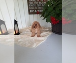 Small Photo #1 Cavapoo Puppy For Sale in SHIPSHEWANA, IN, USA