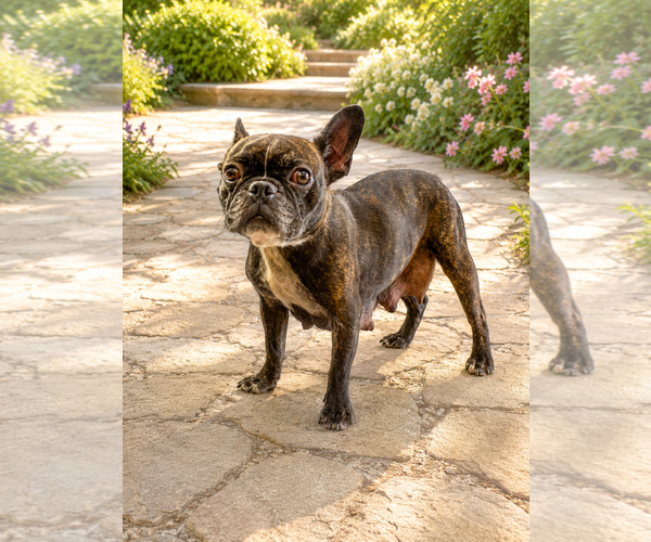 Medium Photo #3 French Bulldog-Unknown Mix Puppy For Sale in PIPE CREEK, TX, USA