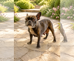 Small #2 French Bulldog Mix