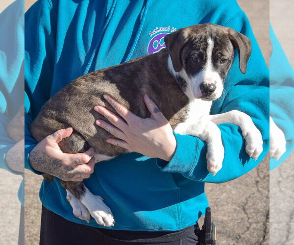 Medium Photo #2 Boxer-Plott Hound Mix Puppy For Sale in Huntley, IL, USA