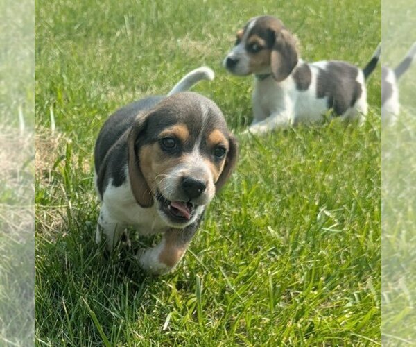 Medium Photo #5 Beagle Puppy For Sale in BRITTON, MI, USA