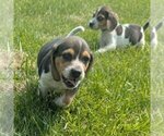 Small #4 Beagle