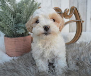 Maltipoo Puppy for sale in HONEY BROOK, PA, USA