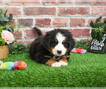 Small #2 Bernese Mountain Dog