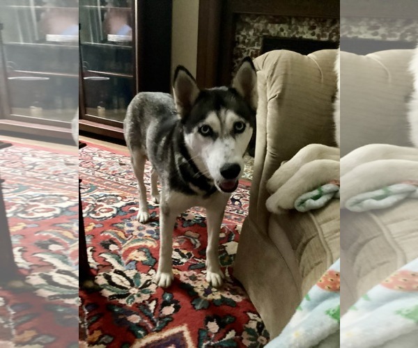 Medium Photo #1 Siberian Husky Puppy For Sale in Holly Springs, NC, USA