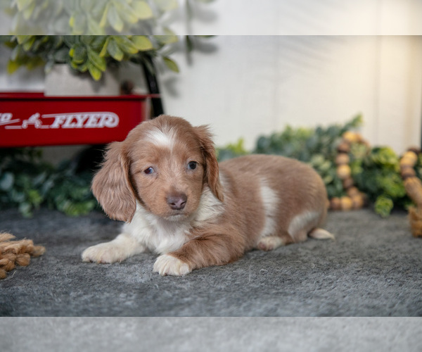 Medium Photo #1 Dachshund Puppy For Sale in MIDDLEBURY, IN, USA