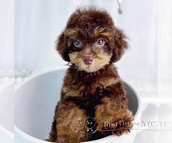Medium Photo #4 Poodle (Toy) Puppy For Sale in ASTORIA, NY, USA