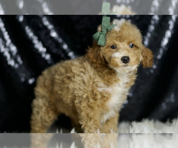 Medium Photo #5 Poodle (Miniature) Puppy For Sale in WARSAW, IN, USA