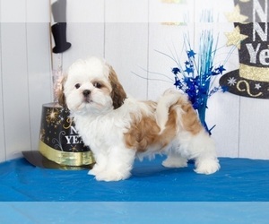 Shih Tzu Puppy for sale in MOUNT VERNON, OH, USA