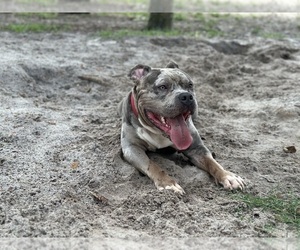 Father of the American Bully puppies born on 04/26/2023