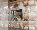 Small #9 American Pit Bull Terrier-Australian Shepherd Mix