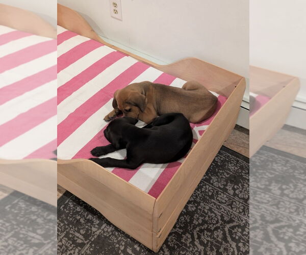 Medium Photo #4 Labrador Retriever-Unknown Mix Puppy For Sale in Brewster, NY, USA