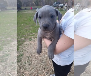 American Pit Bull Terrier Puppy for sale in STILWELL, OK, USA