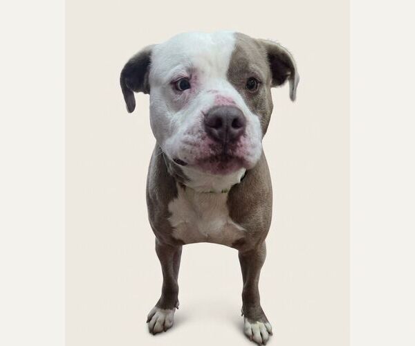 Medium Photo #2 Mutt Puppy For Sale in Martinsburg, WV, USA