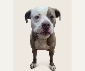 Vader - Male Mutt Dog for Adoption - Photo #2