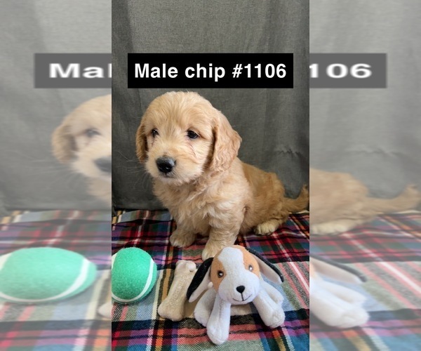 Medium Photo #7 Golden Retriever-Poodle (Toy) Mix Puppy For Sale in DONNELLSON, IA, USA