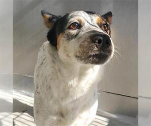 Mutt Dogs for adoption in Camarillo, CA, USA