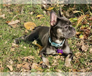 Stella Mae - Female French Bulldog Dog for Adoption - Photo #4