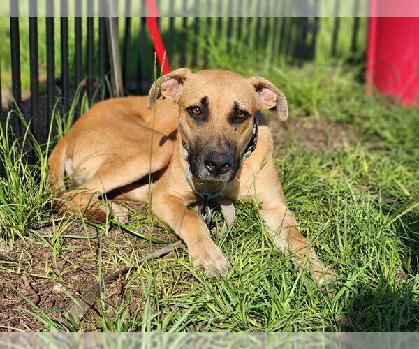 Medium Photo #2 Black Mouth Cur Puppy For Sale in Ocala, FL, USA
