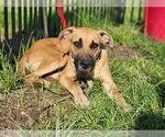 Small #1 Black Mouth Cur