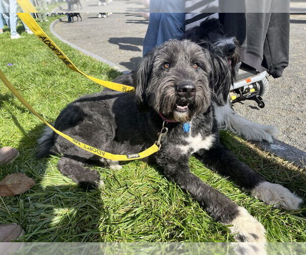 Medium Photo #38 Mutt Puppy For Sale in New York, NY, USA