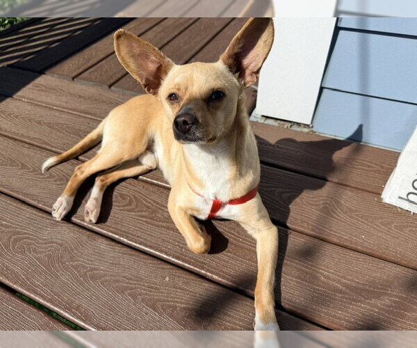 Medium Photo #5 Chihuahua-Unknown Mix Puppy For Sale in Bellevue, WA, USA