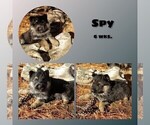 Small #1 German Shepherd Dog
