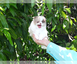 Small Photo #26 Pomeranian Puppy For Sale in WEST PALM BEACH, FL, USA